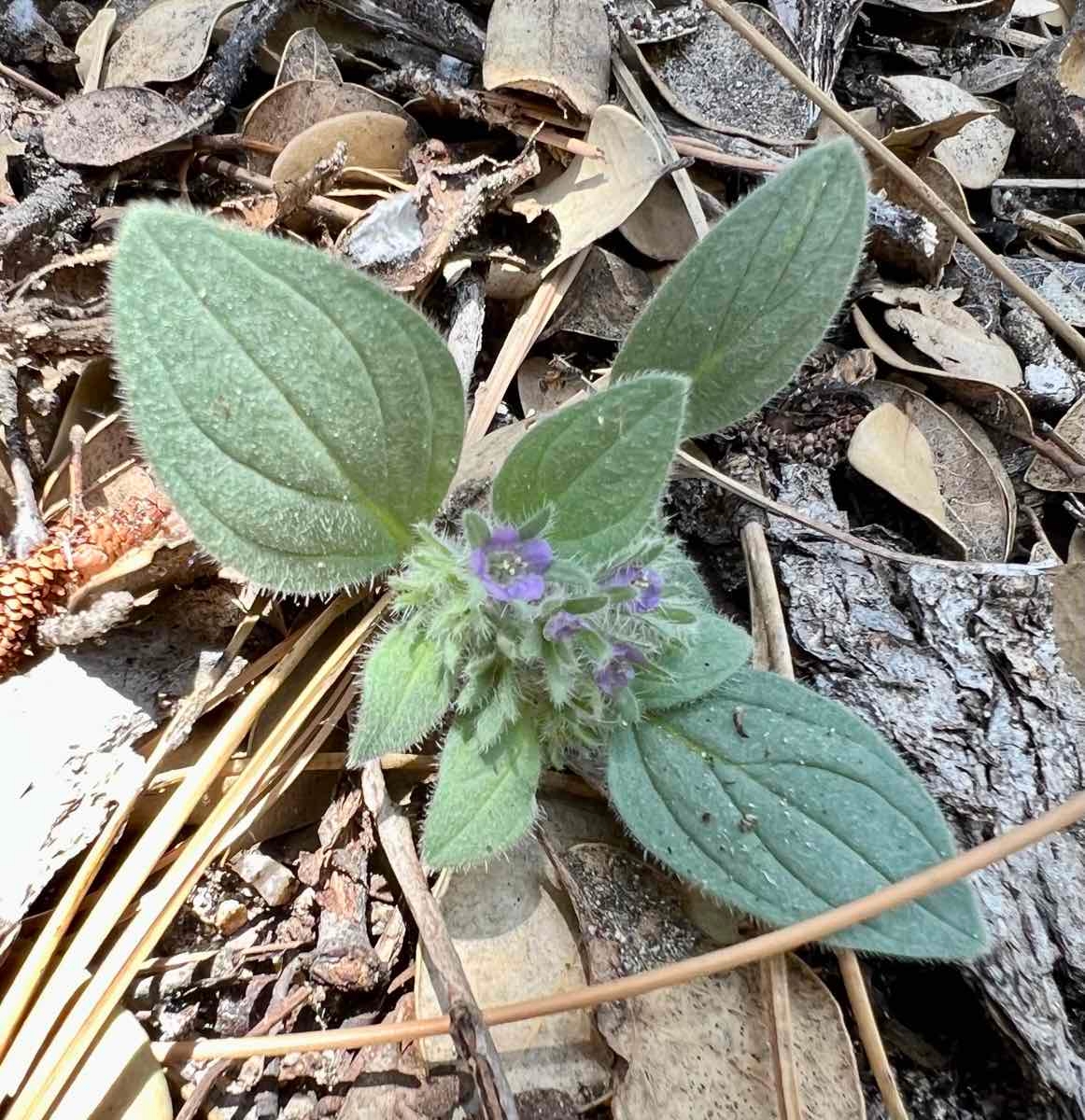 Phacelia novenmillensis