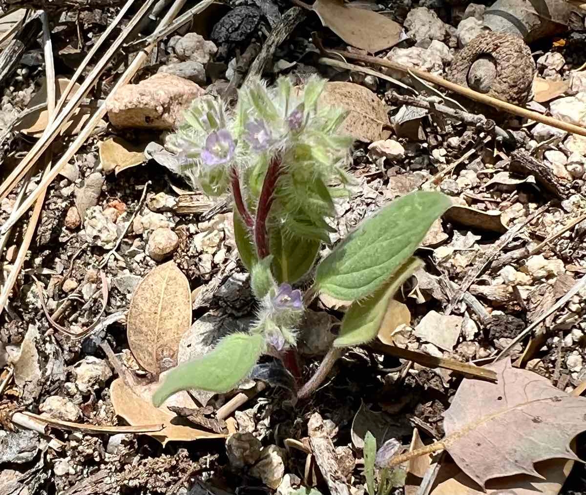 Phacelia novenmillensis