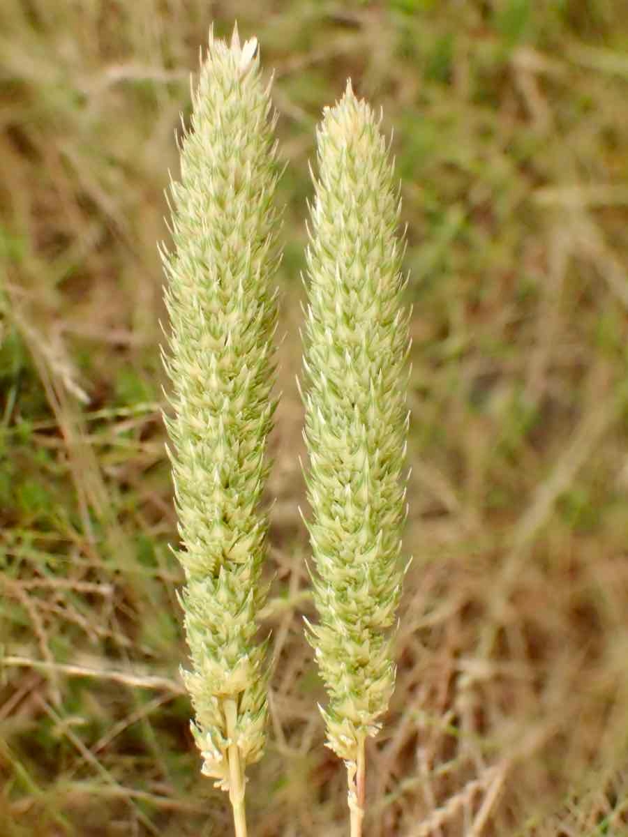 Phalaris paradoxa