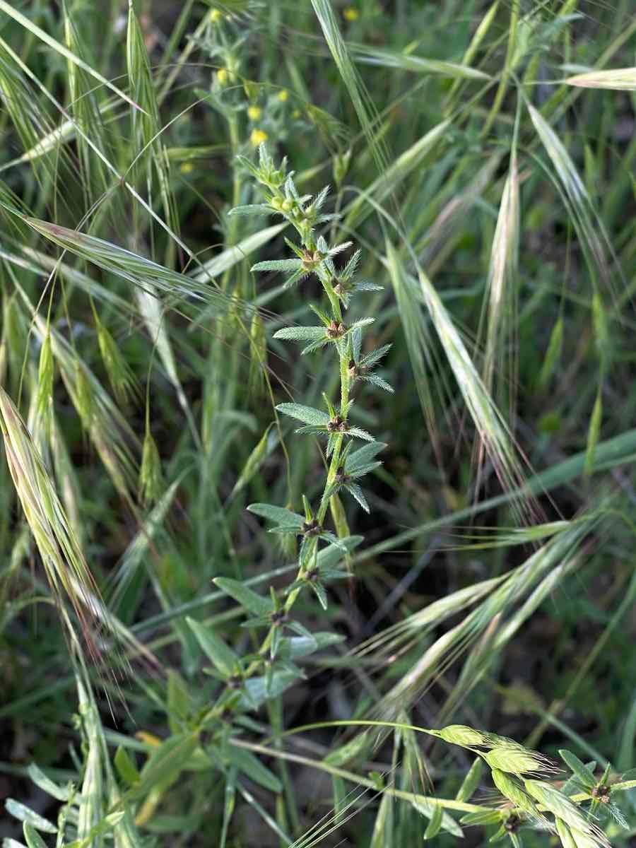 Lithospermum arvense