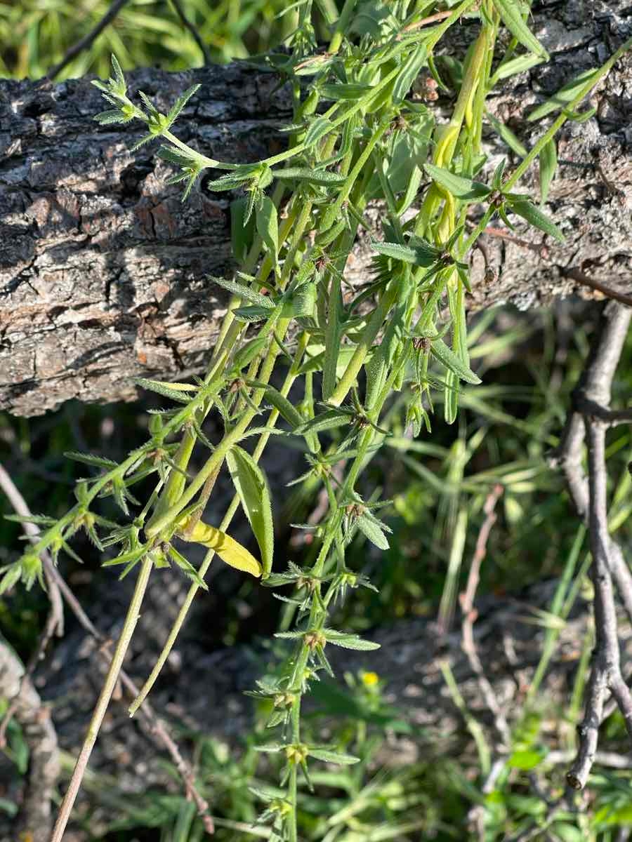 Lithospermum arvense