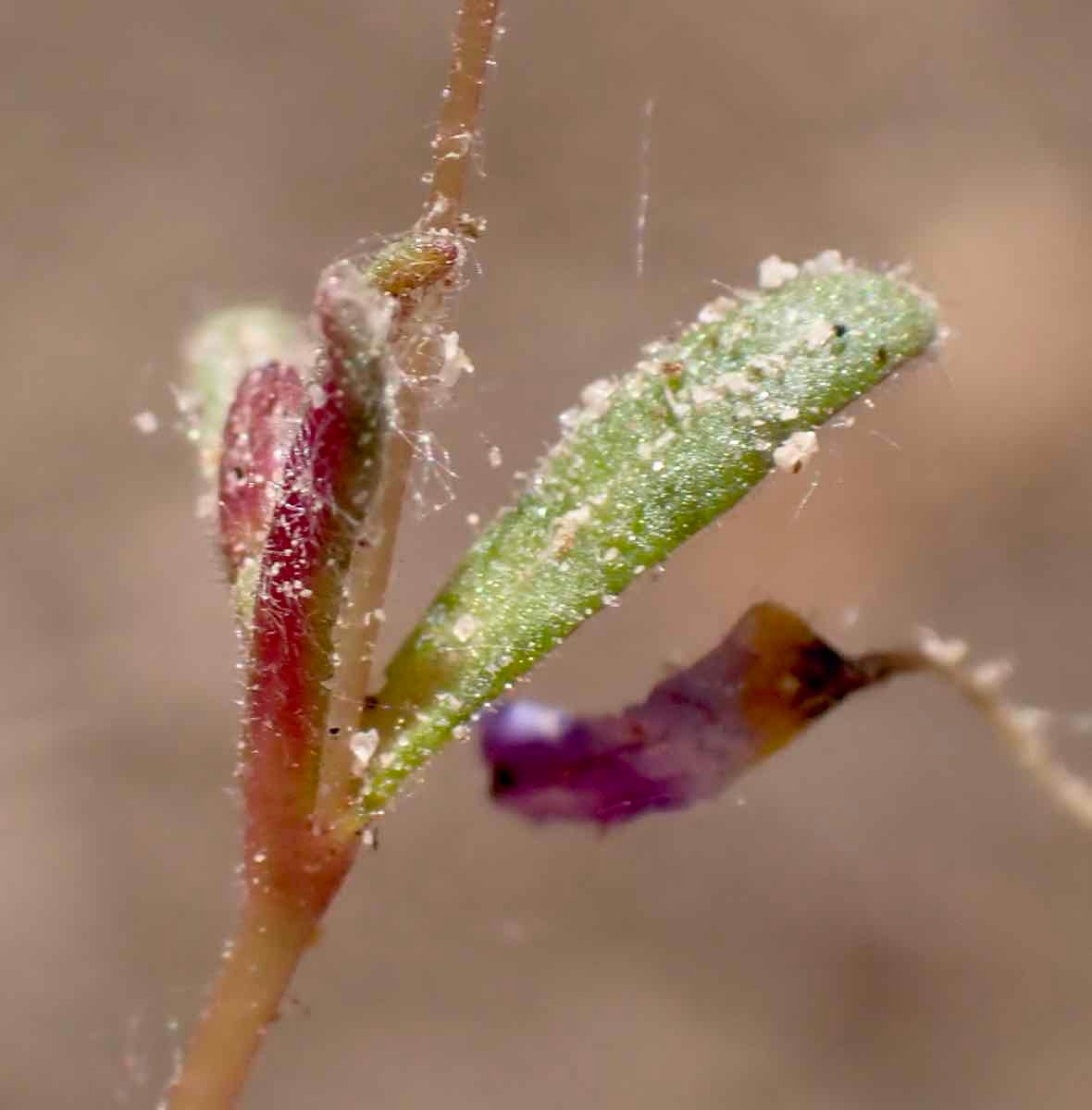 Erythranthe palmeri