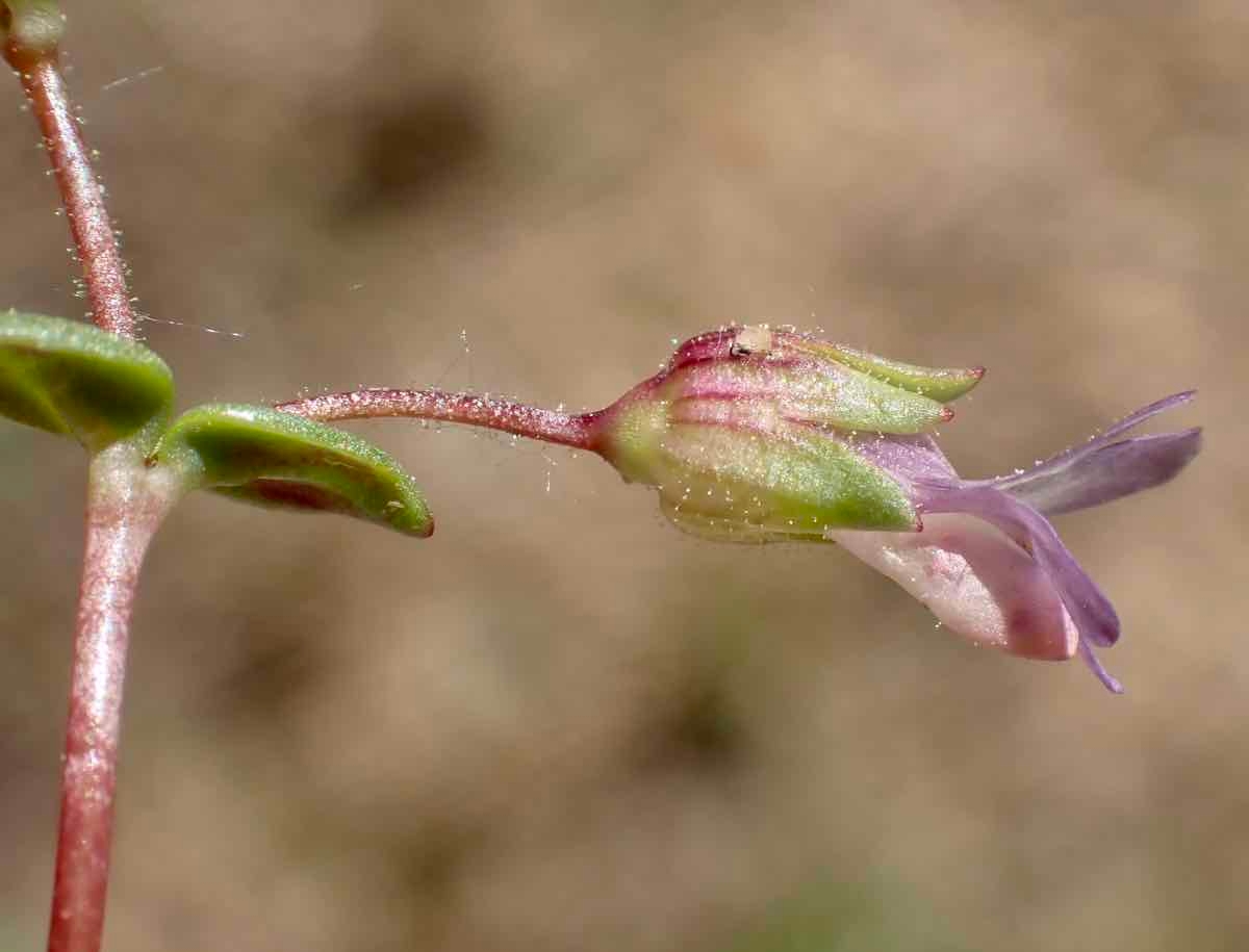 Collinsia callosa