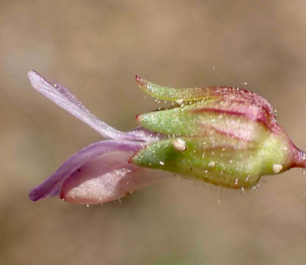 Collinsia callosa