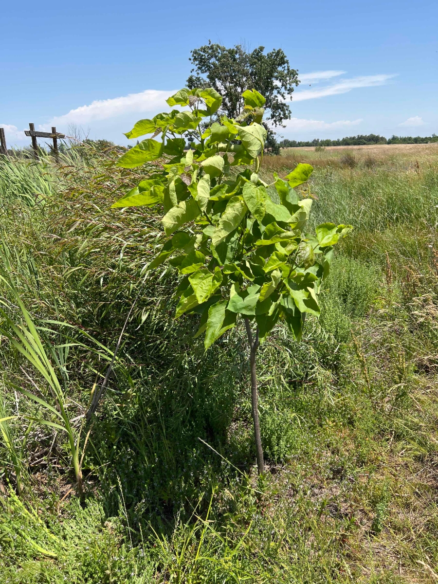 Catalpa speciosa