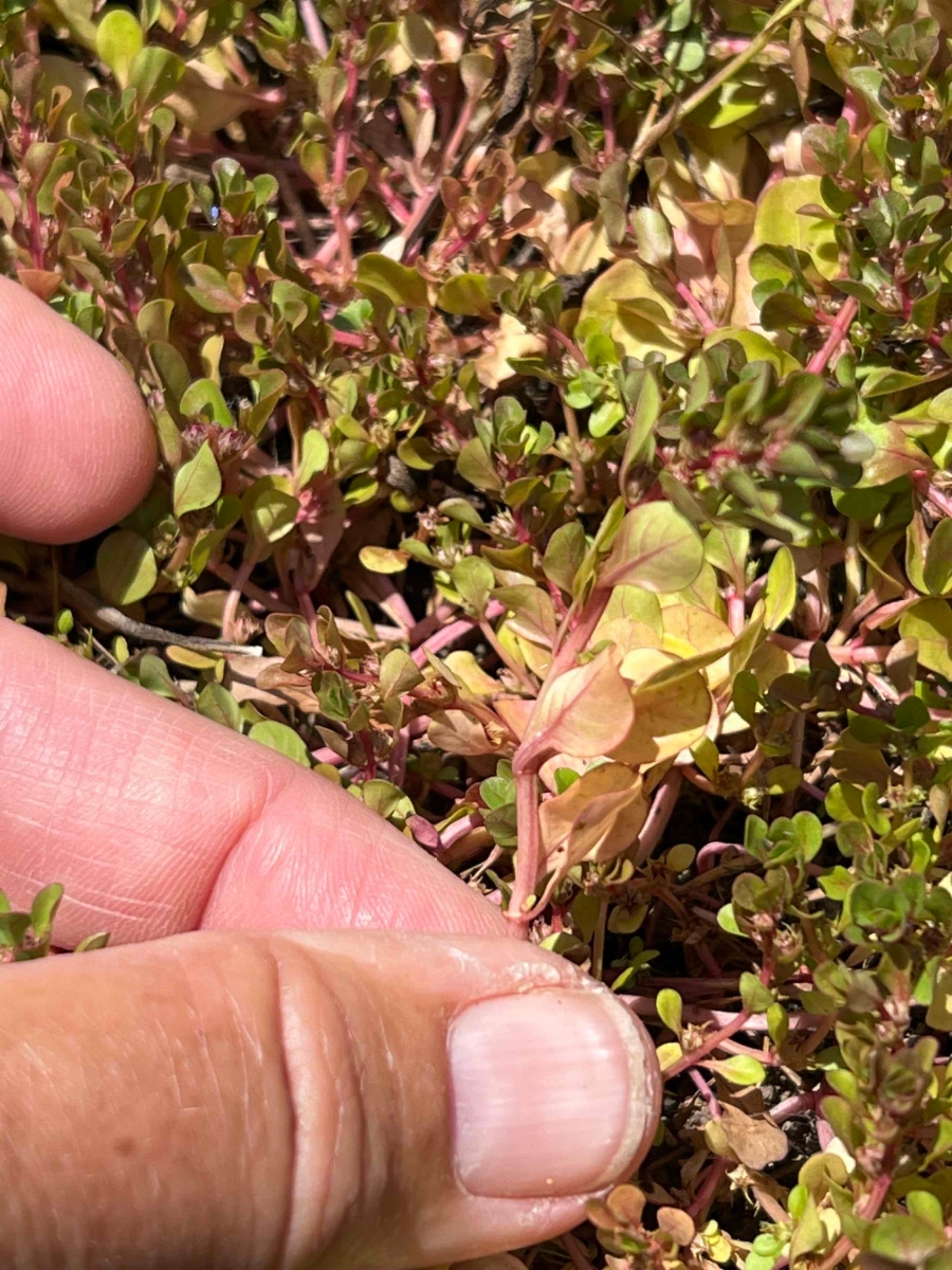 Lythrum portula