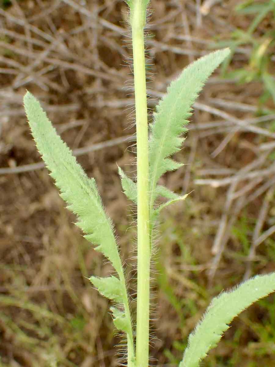 Papaver rhoeas