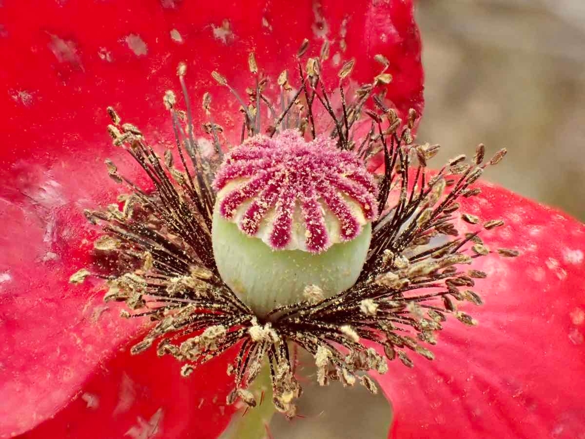 Papaver rhoeas