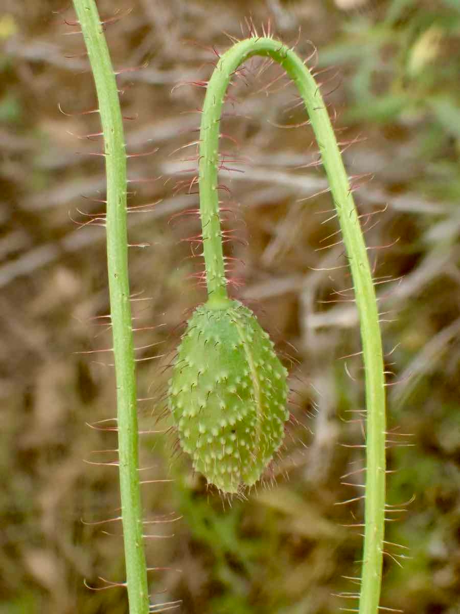 Papaver rhoeas