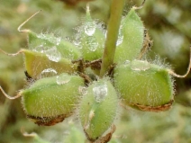 Lupinus microcarpus var. densiflorus