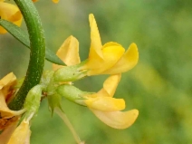 Acmispon glaber var. brevialatus