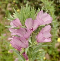 Clarkia purpurea ssp. purpurea