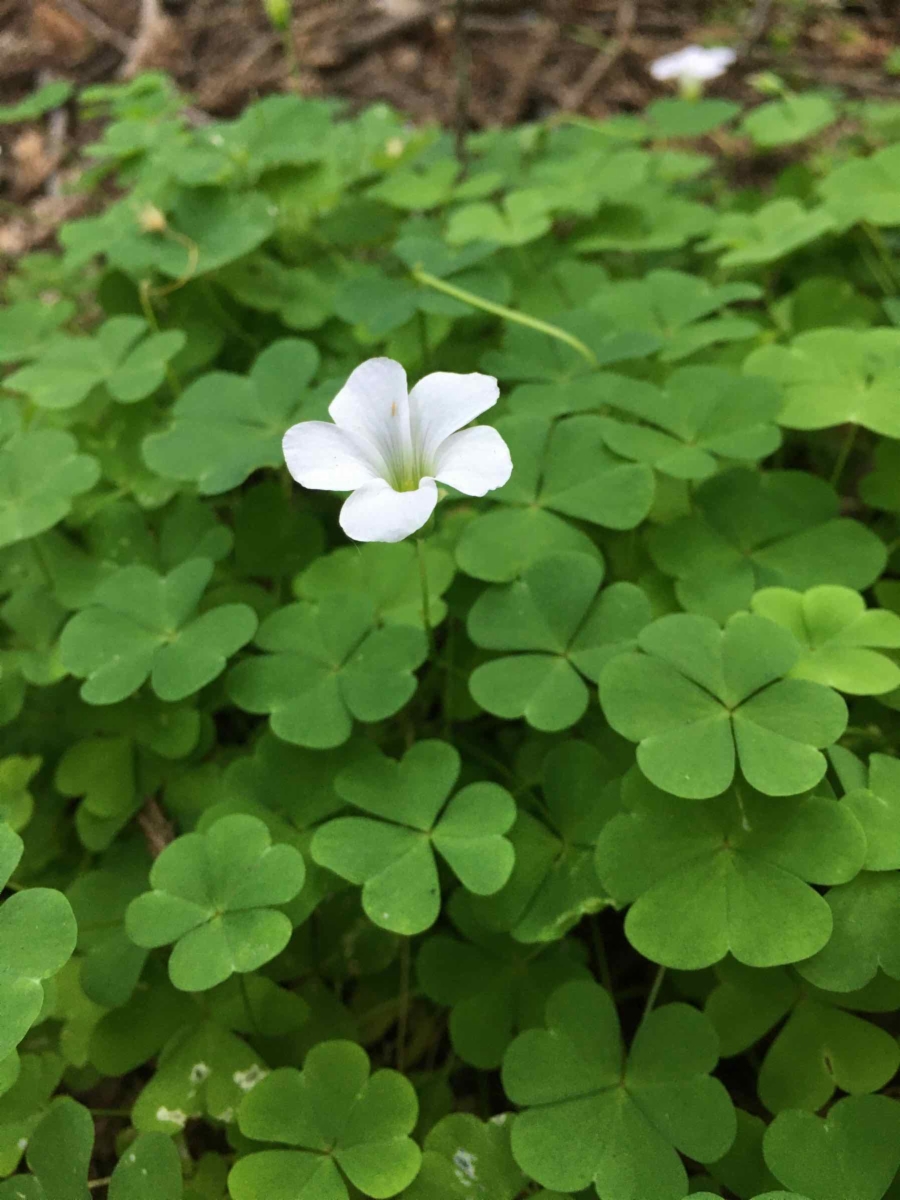 Oxalis incarnata