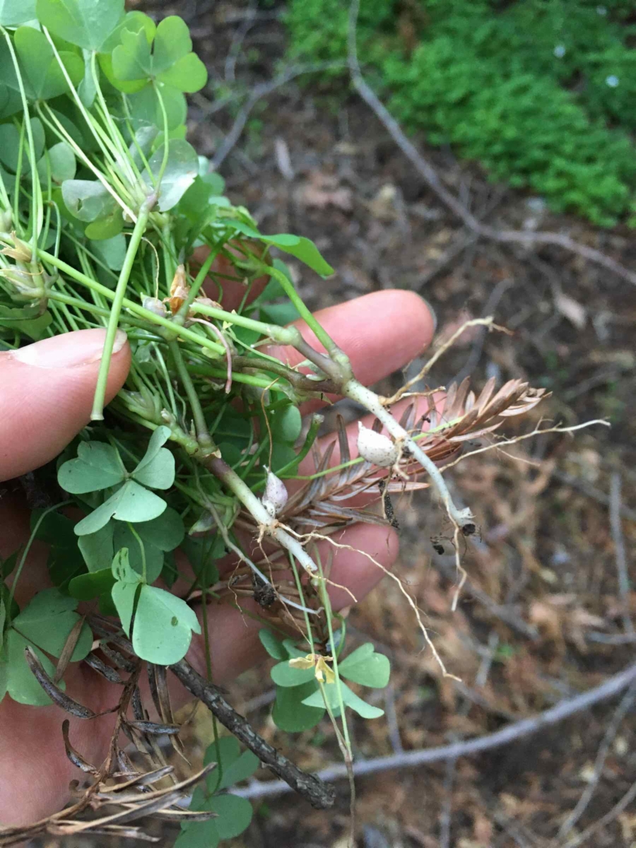 Oxalis incarnata