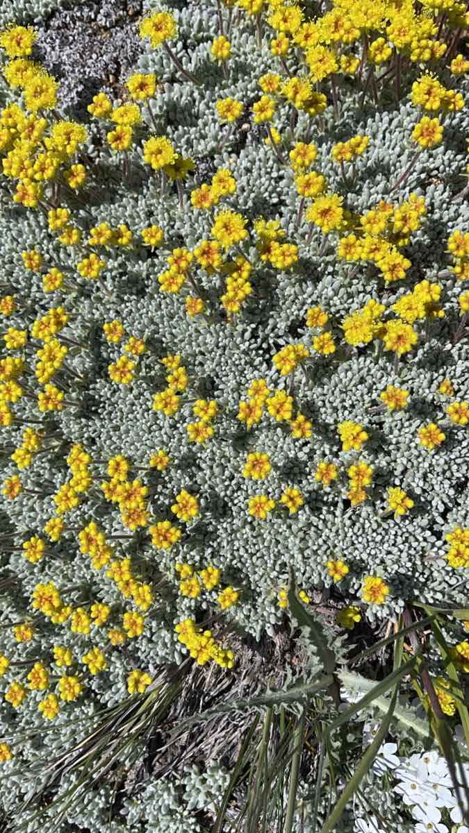 Eriogonum caespitosum