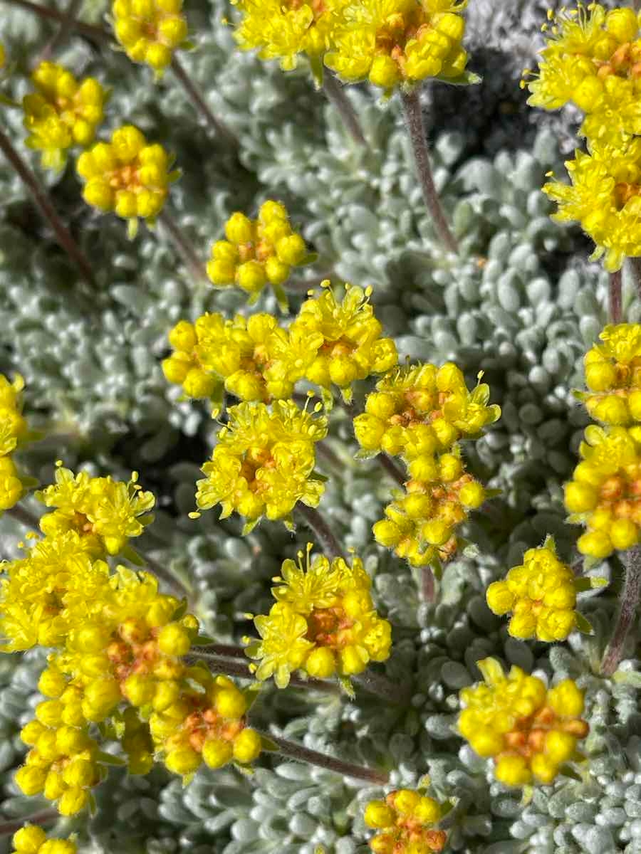 Eriogonum caespitosum