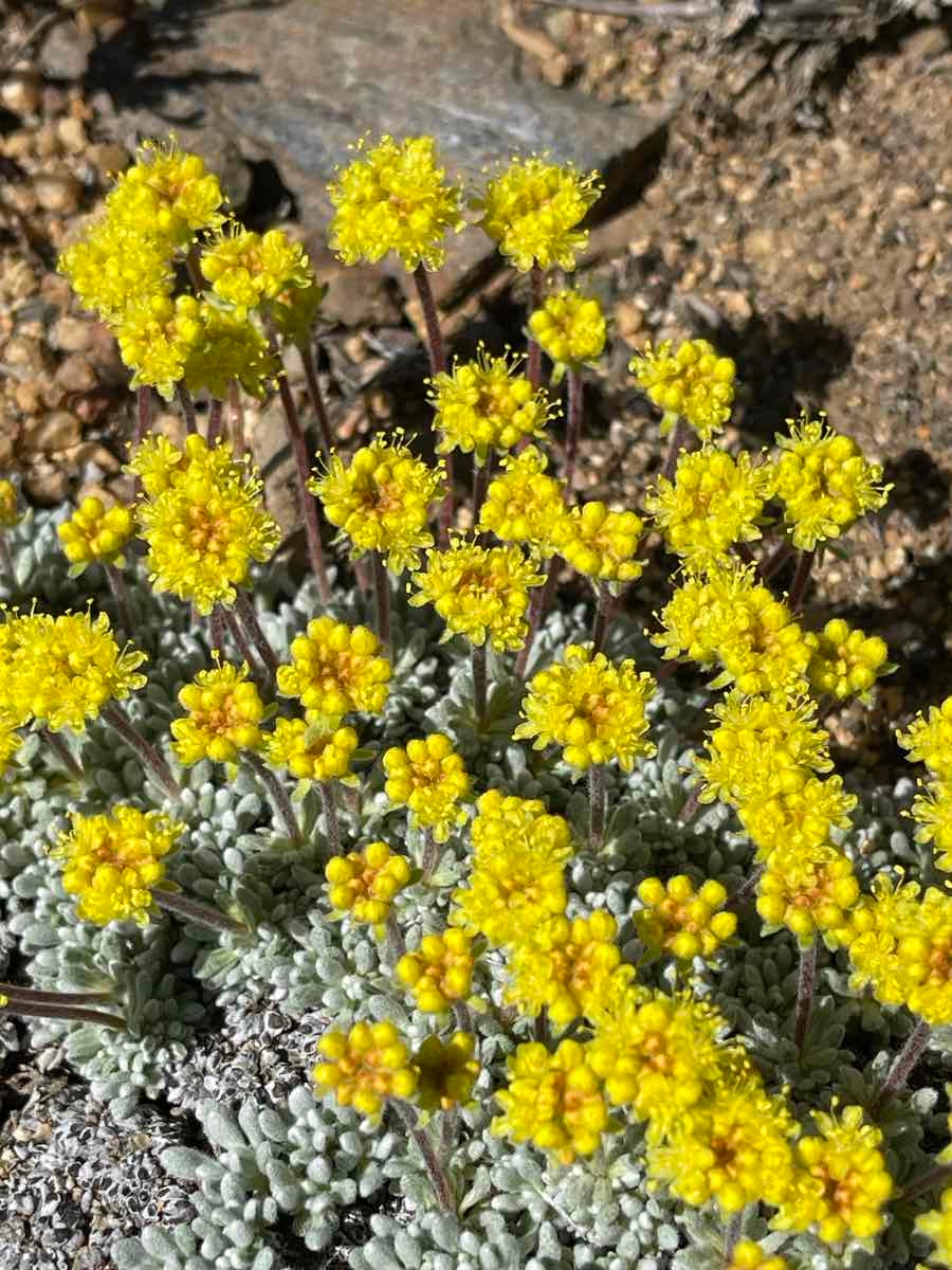 Eriogonum caespitosum