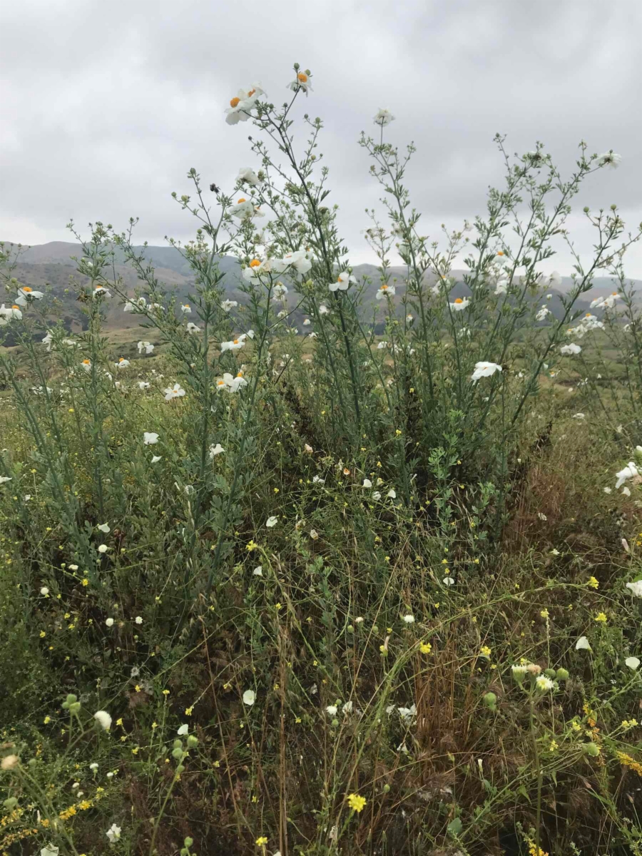 Romneya coulteri