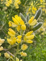 Lupinus arboreus