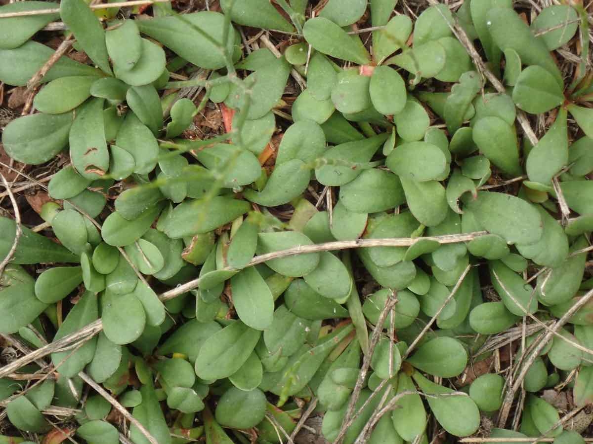 Limonium duriusculum