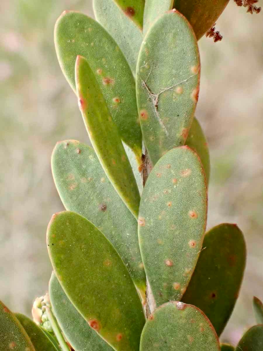 Melaleuca nesophila