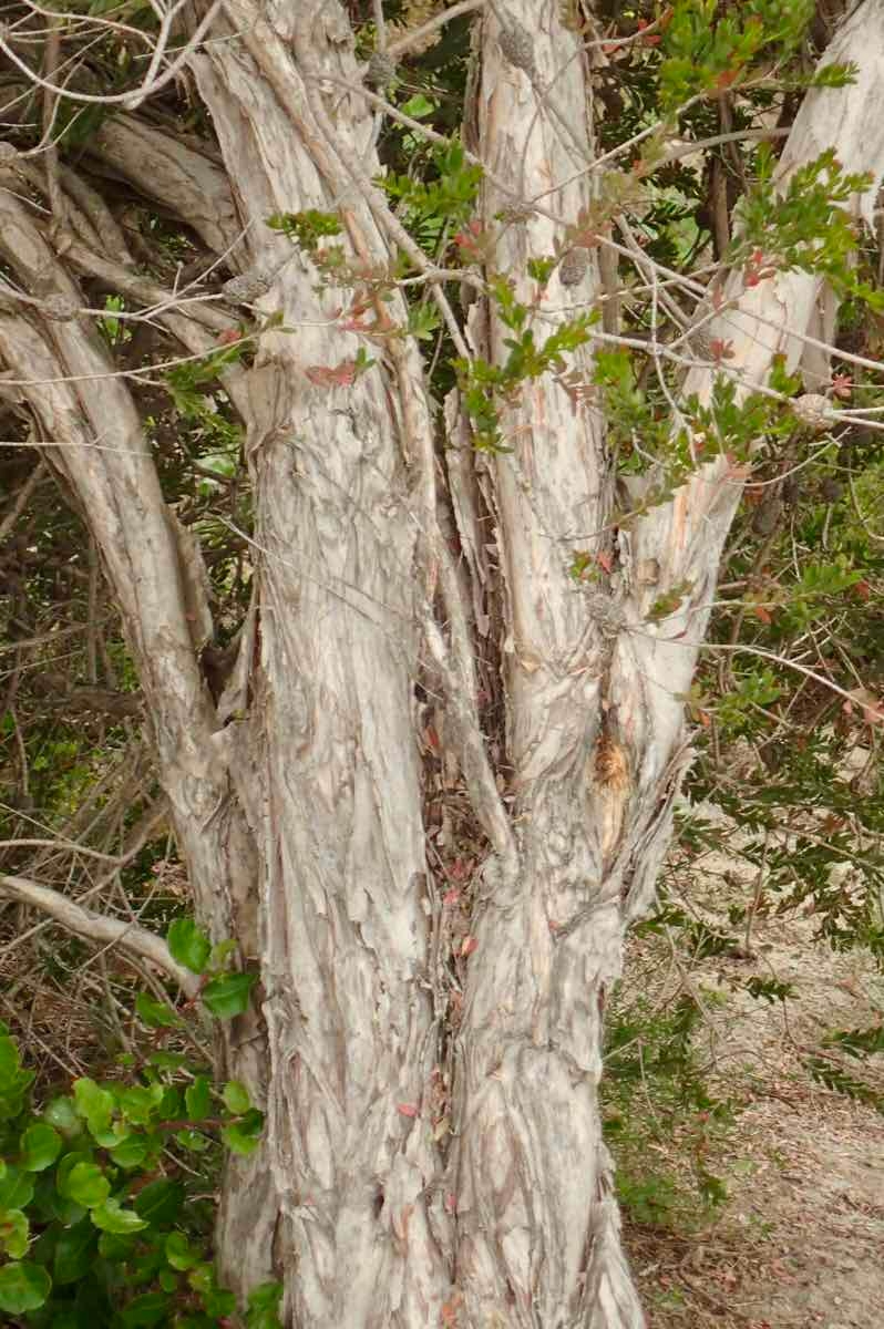 Melaleuca nesophila