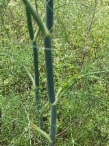 Foeniculum vulgare