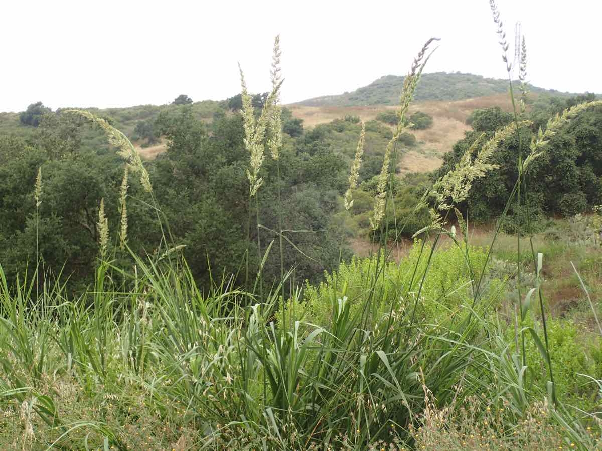 Elymus condensatus