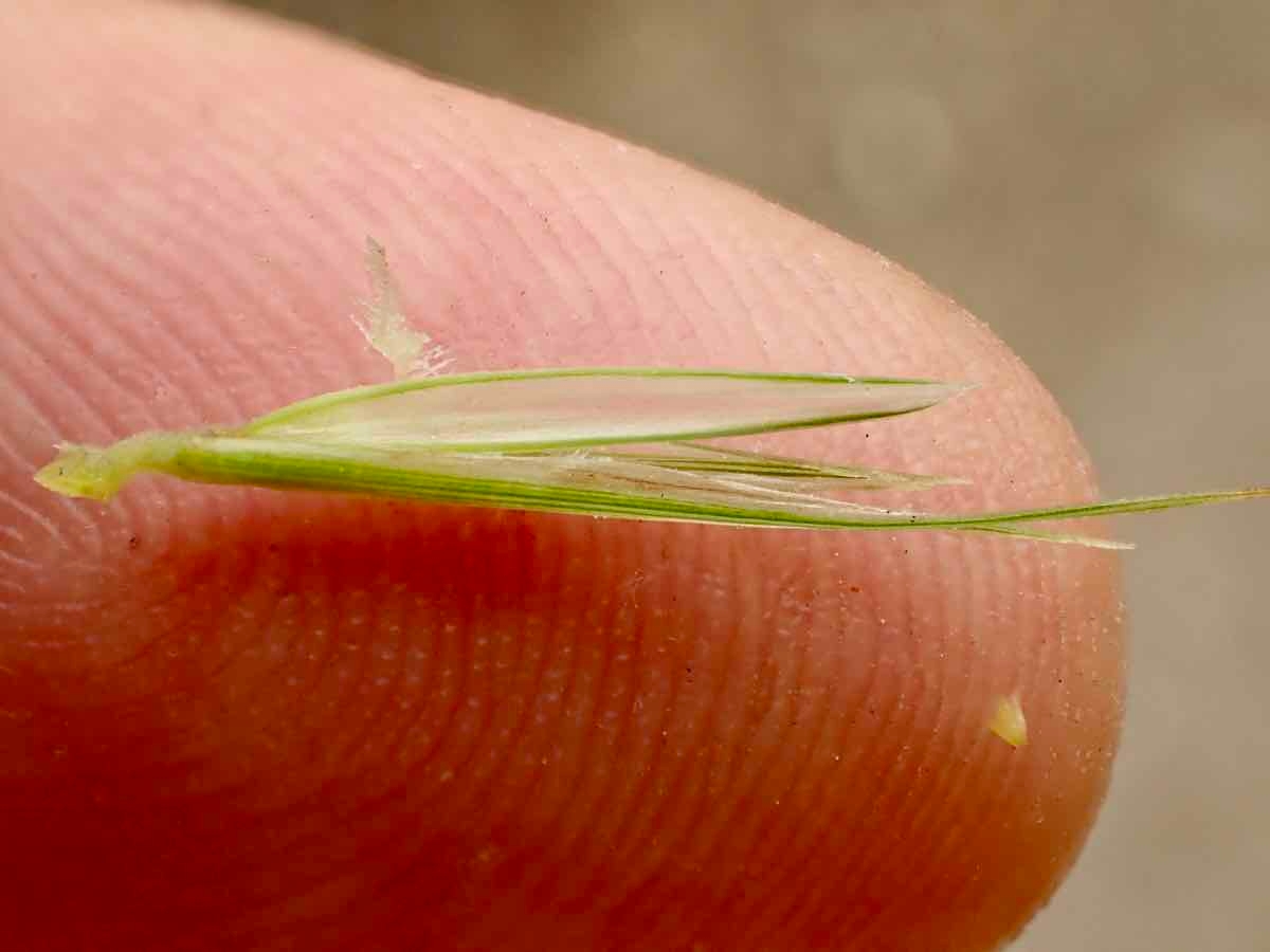 Elymus condensatus