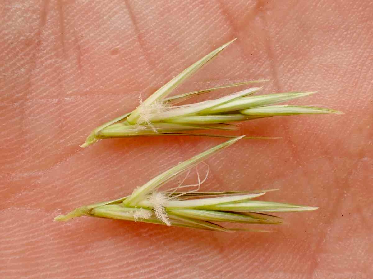 Elymus condensatus