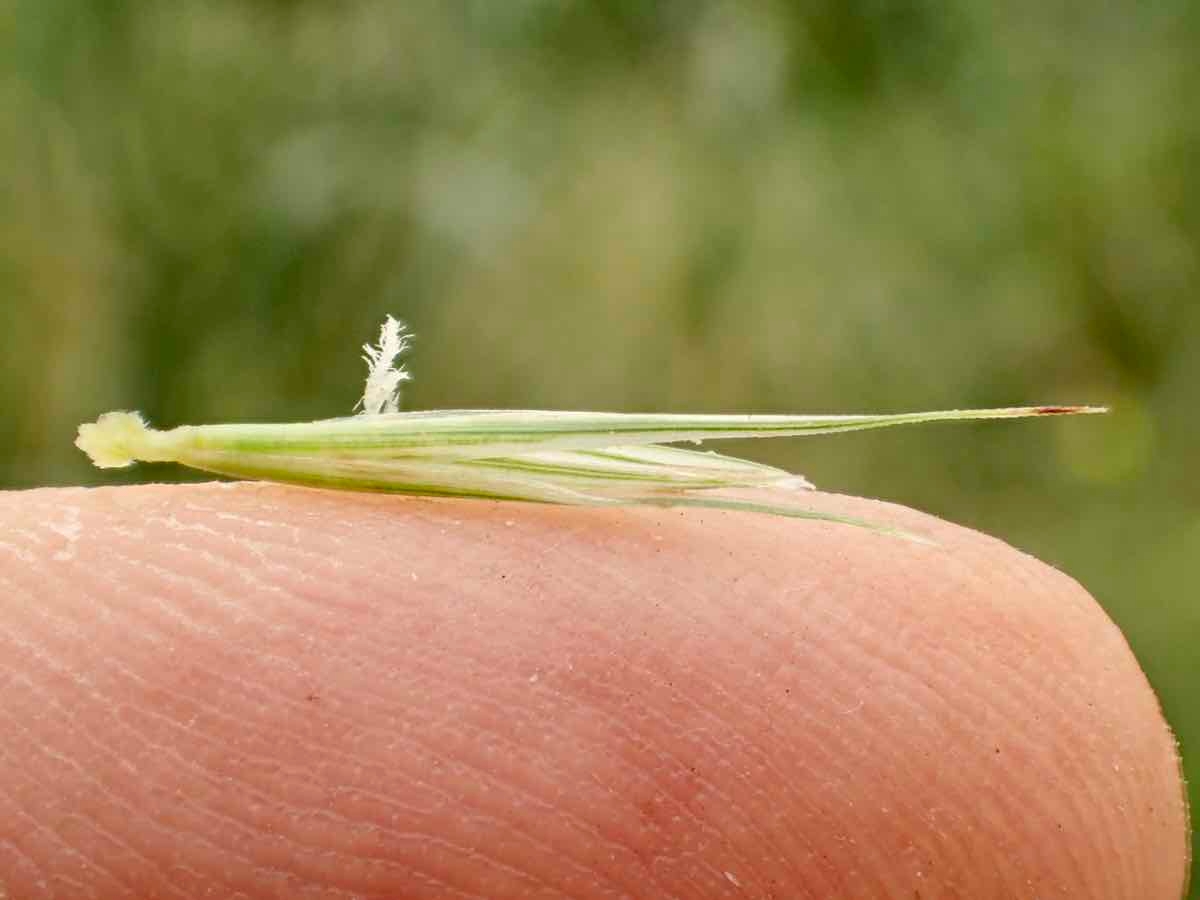 Elymus condensatus