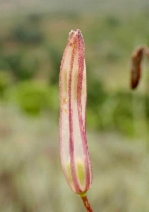 Chlorogalum pomeridianum var. pomeridianum