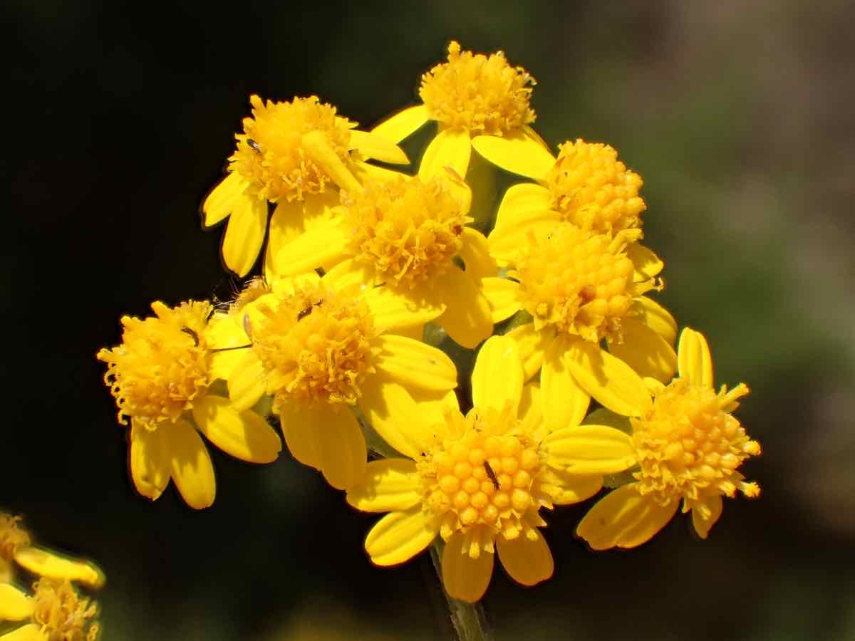 Senecio linearifolius var. linearifolius