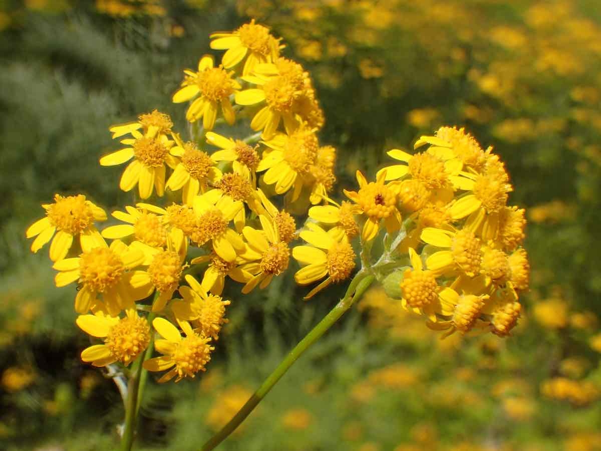 Senecio linearifolius var. linearifolius