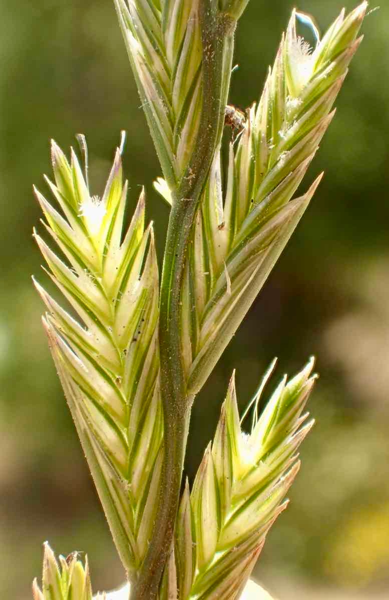 Festuca perennis