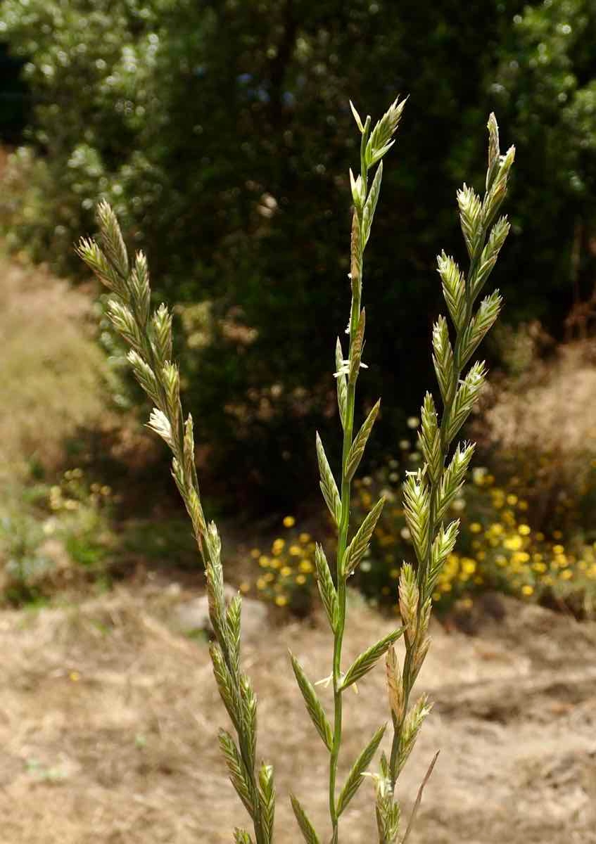 Festuca perennis