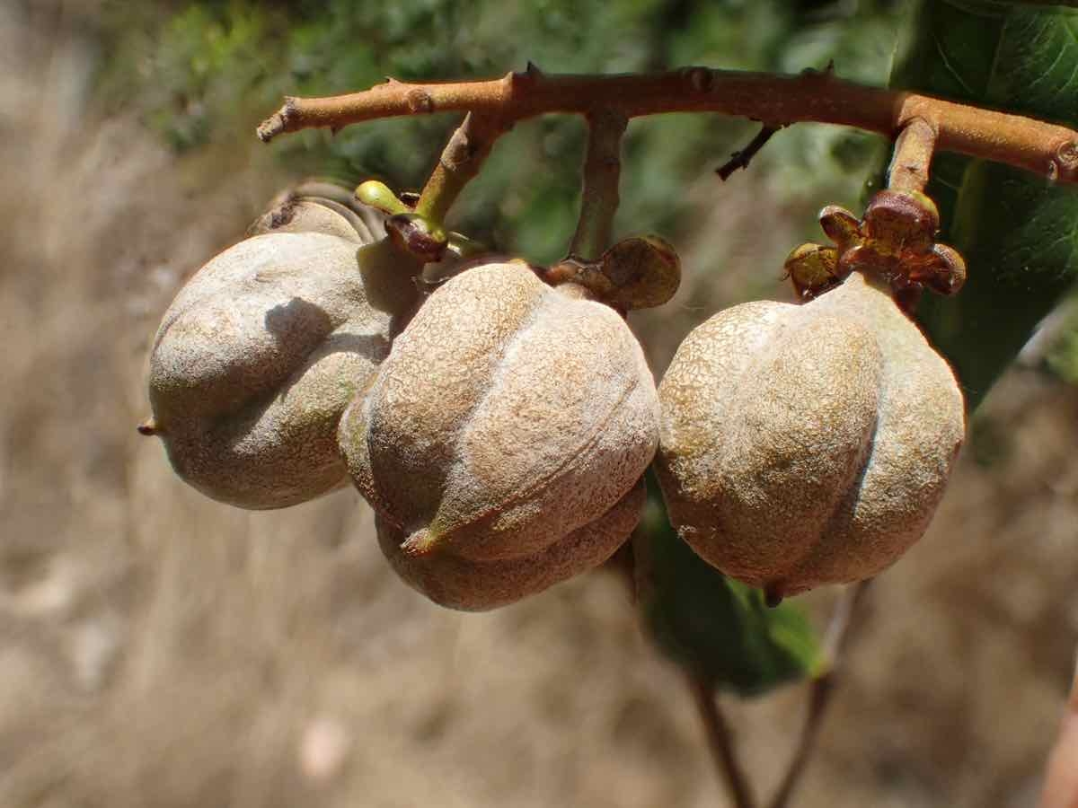 Cupaniopsis anacardioides