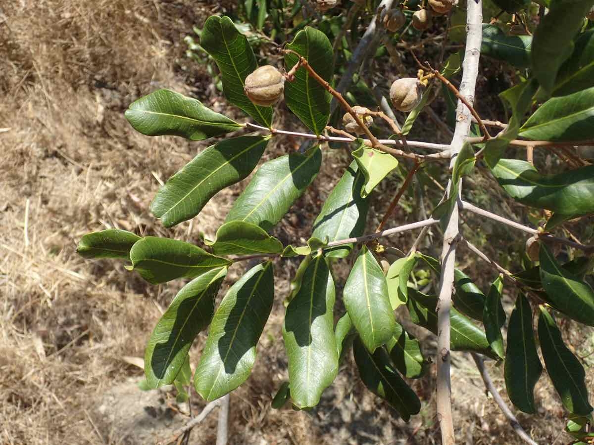 Cupaniopsis anacardioides