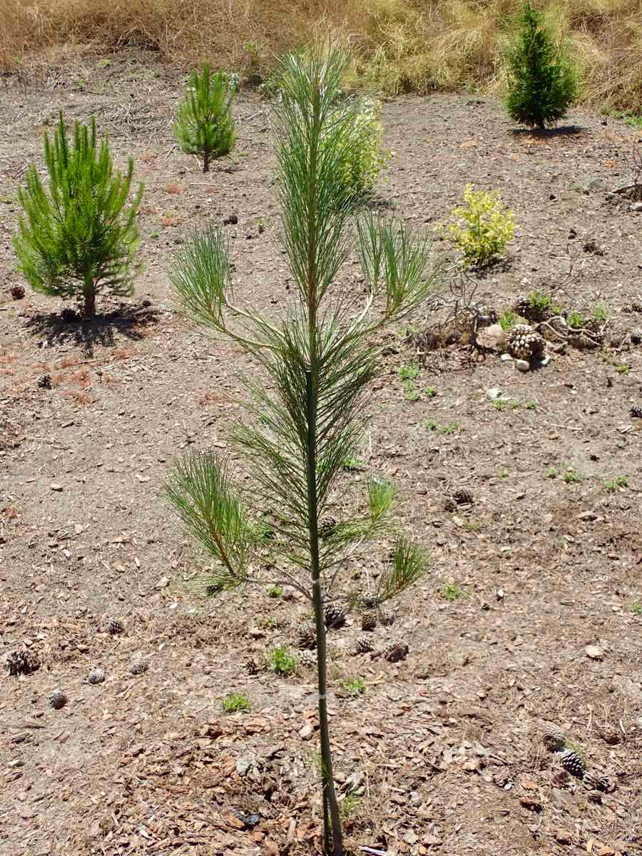 Pinus torreyana ssp. torreyana