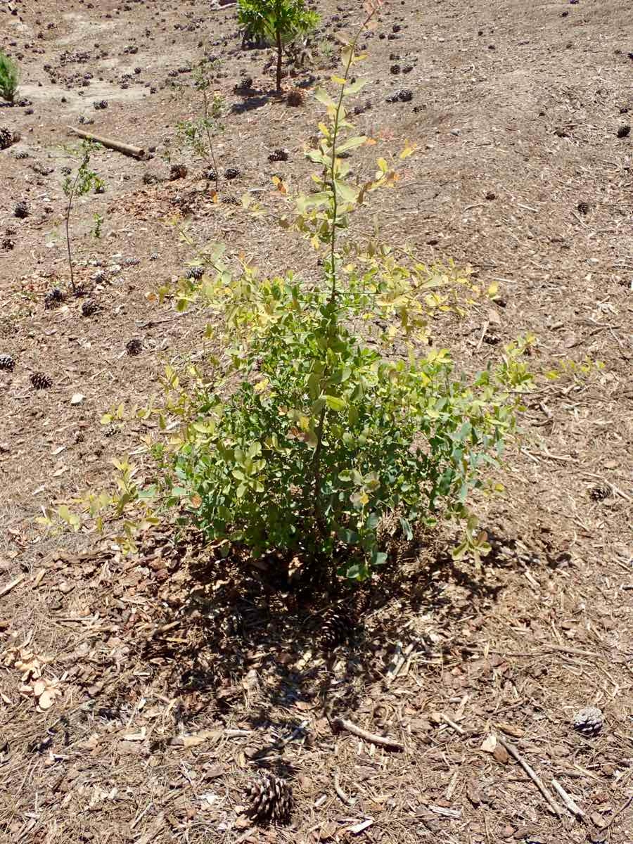 Quercus engelmannii