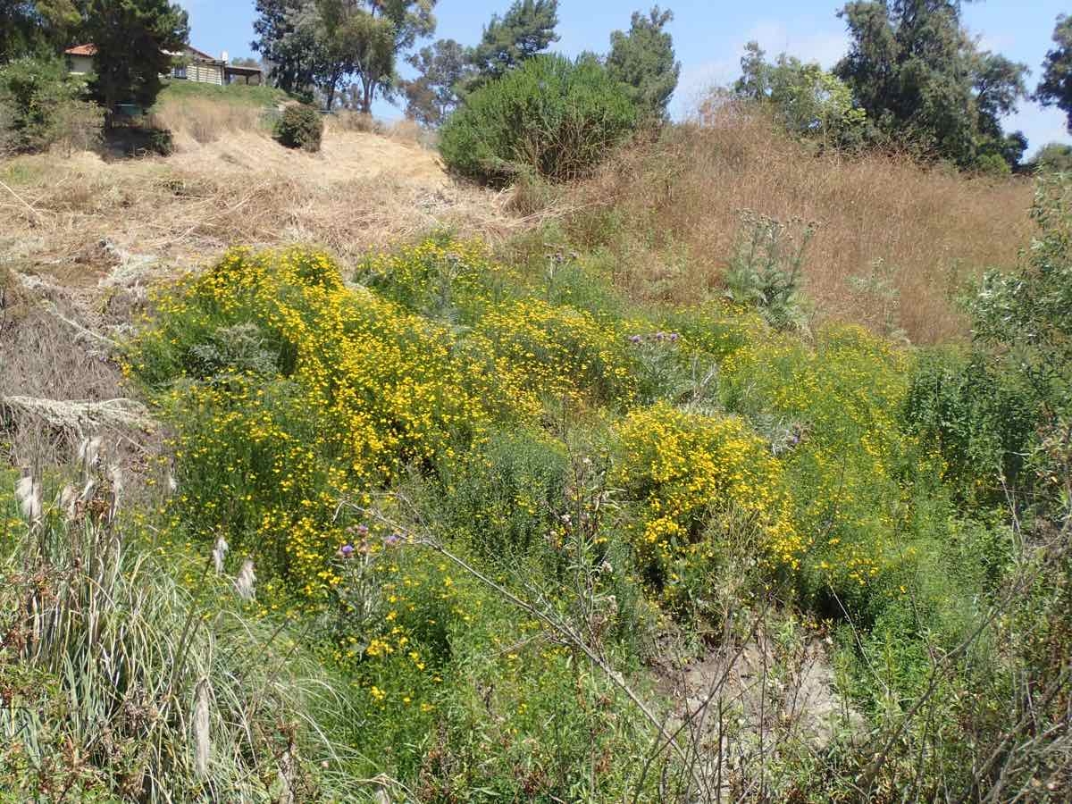 Senecio linearifolius var. linearifolius