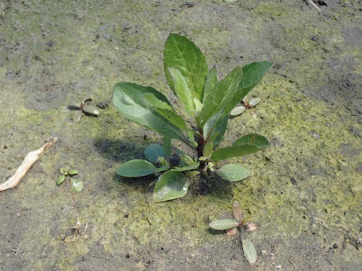 Veronica anagallis-aquatica