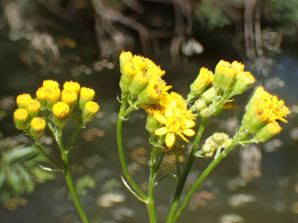 Senecio linearifolius var. linearifolius