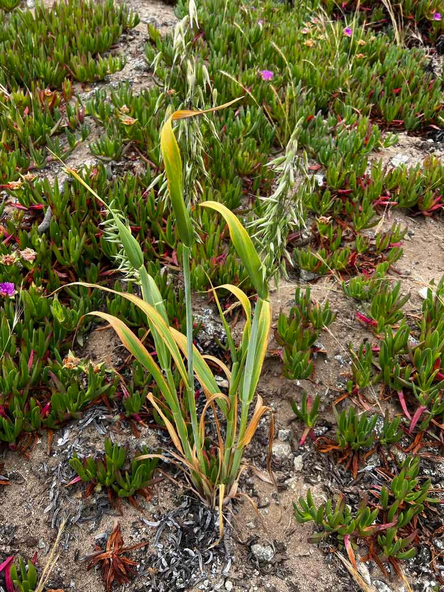 Avena sativa