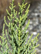 Allenrolfea occidentalis