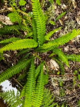 Blechnum spicant