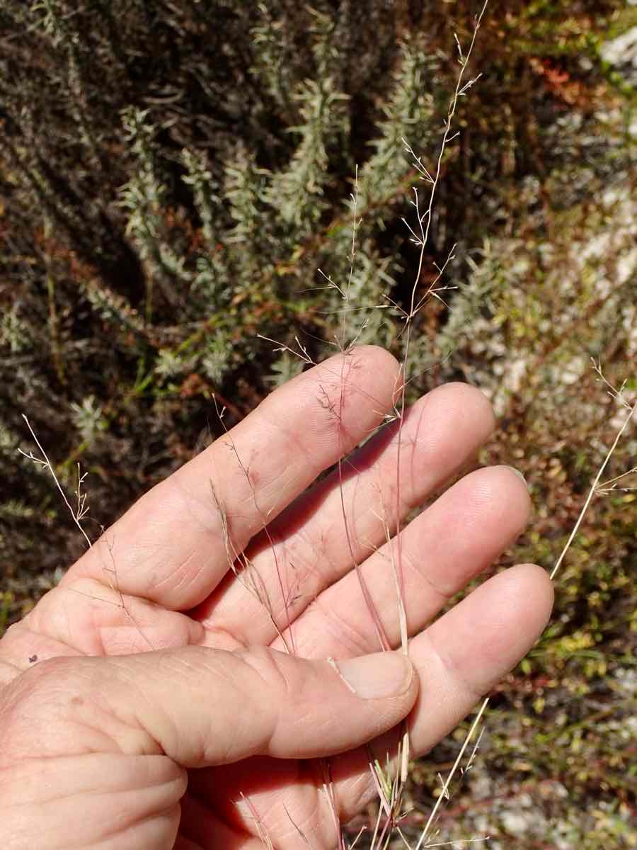 Muhlenbergia microsperma