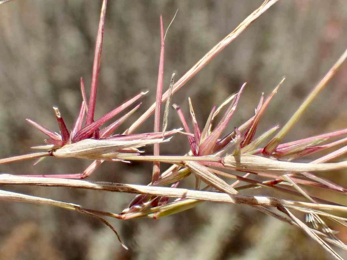 Muhlenbergia microsperma