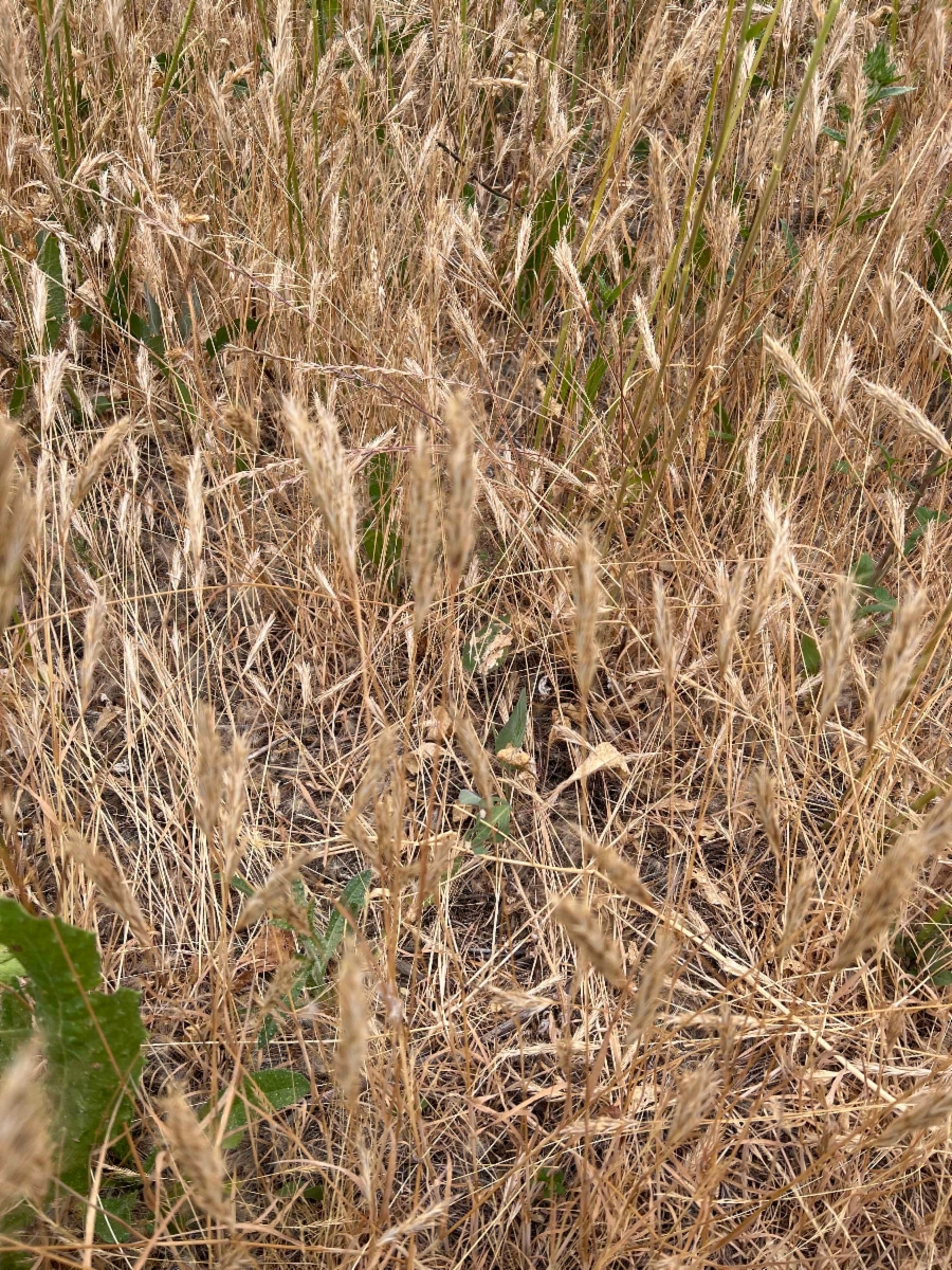 Bromus caroli-henrici