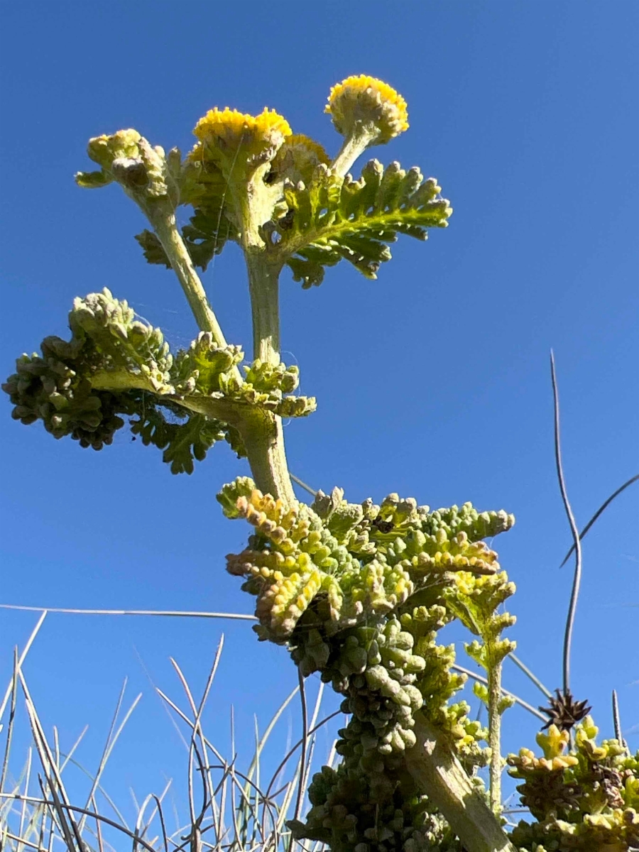 Tanacetum bipinnatum